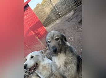 Nike – die introvertierte Herzenskandidatin sucht geduldiges Zuhause