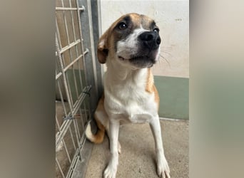 Bounty – ein Herz auf vier Pfoten sucht ihr Zuhause