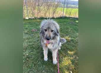 Nika braucht Liebe, ein Zuhause - und genau DICH!