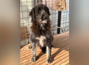 Fadia – gute Laune auf vier Pfoten