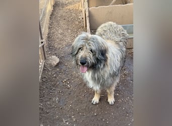 Nika braucht Liebe, ein Zuhause - und genau DICH!