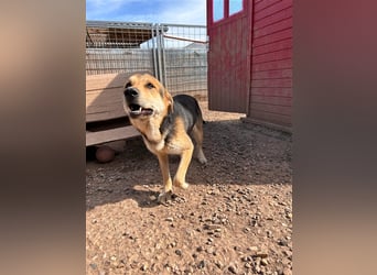 Odo – der kluge Kumpel mit Entdeckerherz