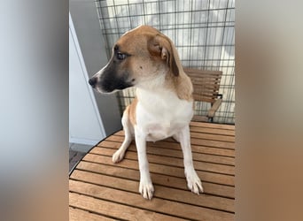 Bounty – ein Herz auf vier Pfoten sucht ihr Zuhause