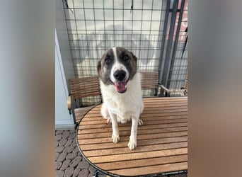 NOUGAT sucht ein liebevolles und konsequentes Zuhause