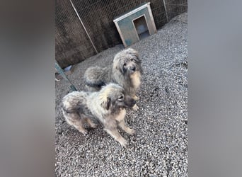 Nika braucht Liebe, ein Zuhause - und genau DICH!