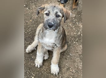 Thea – leise am Anfang, ganz groß im Herzen