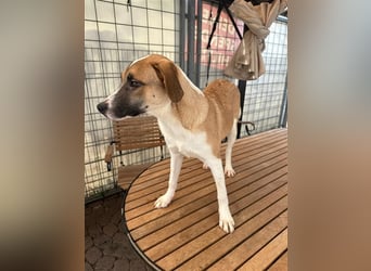 Bounty – ein Herz auf vier Pfoten sucht ihr Zuhause