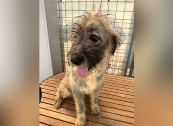 Nika braucht Liebe, ein Zuhause - und genau DICH!