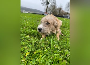 Taina sucht ihr für immer Zuhause