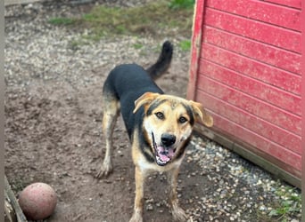 Odo – der kluge Kumpel mit Entdeckerherz