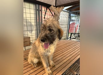 Nika braucht Liebe, ein Zuhause - und genau DICH!