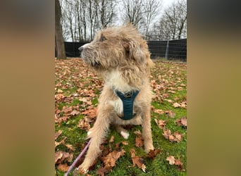 Taina sucht ihr für immer Zuhause