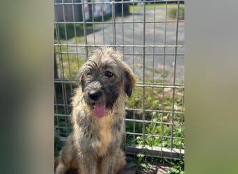 Nika braucht Liebe, ein Zuhause - und genau DICH!