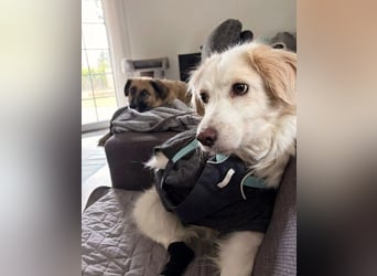 ANCA - sanfte, unsichere Hündin sucht liebevolles Zuhause