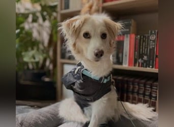 ANCA - sanfte, unsichere Hündin sucht liebevolles Zuhause