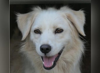 ANCA - sanfte, unsichere Hündin sucht liebevolles Zuhause