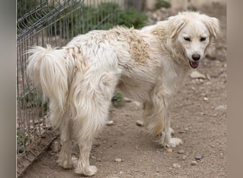 ANCA - sanfte, unsichere Hündin sucht liebevolles Zuhause