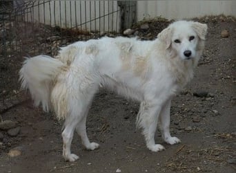 ANCA - sanfte, unsichere Hündin sucht liebevolles Zuhause