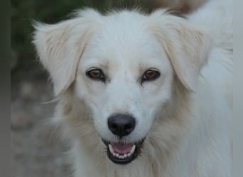 ANCA - sanfte, unsichere Hündin sucht liebevolles Zuhause