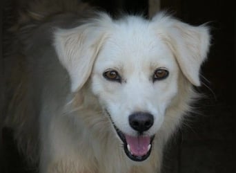 ANCA - sanfte, unsichere Hündin sucht liebevolles Zuhause