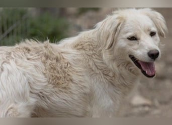 ANCA - sanfte, unsichere Hündin sucht liebevolles Zuhause