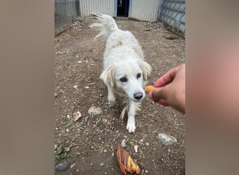 ANCA - sanfte, unsichere Kuschelmaus sucht geduldiges Zuhause