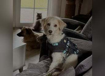 ANCA - sanfte, unsichere Hündin sucht liebevolles Zuhause