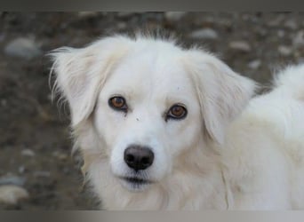 ANCA - sanfte, unsichere Hündin sucht liebevolles Zuhause