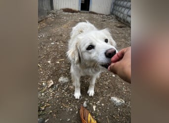 ANCA - sanfte, unsichere Hündin sucht liebevolles Zuhause