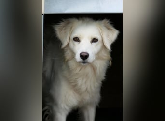 ANCA - sanfte, unsichere Kuschelmaus sucht geduldiges Zuhause