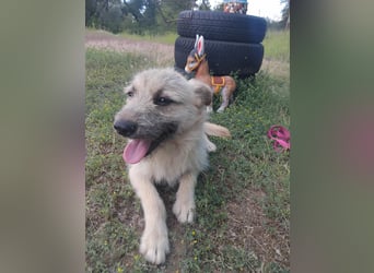 Koki