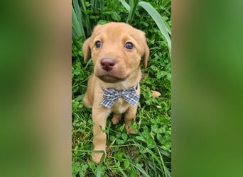 Doggy