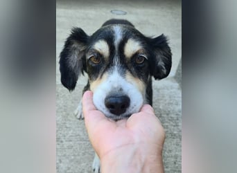 Buddy