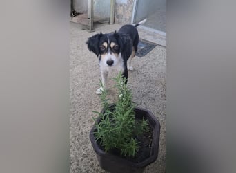 Buddy