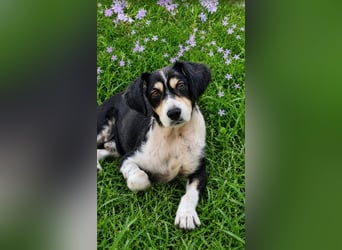 Buddy