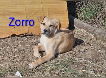 Zorro