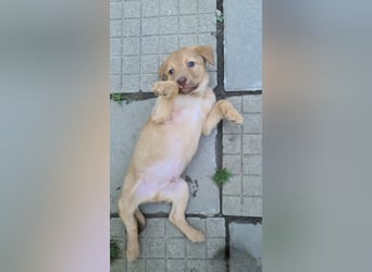 Doggy