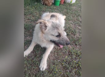 Koki