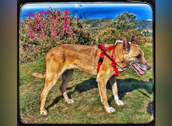 Deva