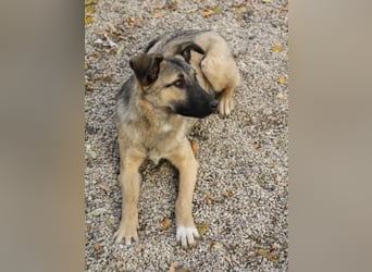 Kuschelmaus JOSEPHINE will endlich von ihren Menschen entdeckt werden