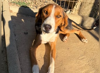 wunderschöne OFELIA, friedlich, liebevoll & ruhig