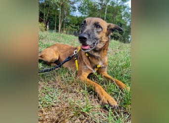 lustige NISHA wartet in 91052 Erlangen auf Dich 