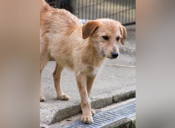 Zuckersüßer DARCY - manchmal etwas zurückhaltend aber doch neugierig