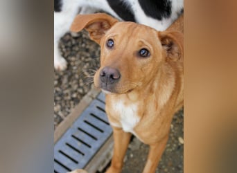 Charmante MIRA sucht liebevolles Für-Immer-Zuhause