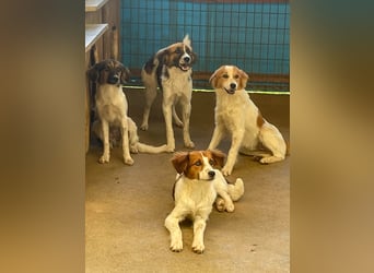 wunderhübscher WILHELM braucht DICH zum "Weiterwachsen"