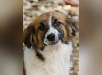 WILHELM - quirlig, lebensfroh sucht Familie zum liebhaben !