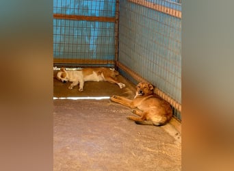 Aufgepasst - hier ist der charmante Traumhund ALAN