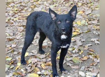 Niedliche BILLIE könnte dein Herzenshund werden