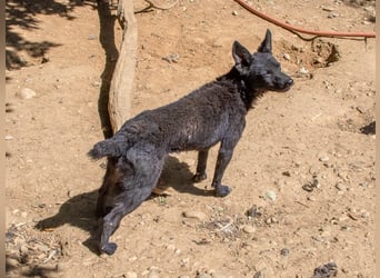 Niedliche BILLIE könnte dein Herzenshund werden