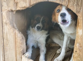 WILHELM - quirlig, lebensfroh sucht Familie zum liebhaben !